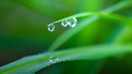 Soft Focus,Close up Drop of water,Dew at the top of the leaves in the rainy seasonの写真素材