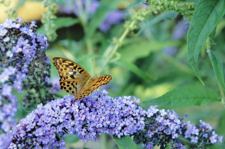  butterfly,  flower              の写真素材
