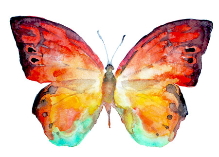 butterflyの写真素材