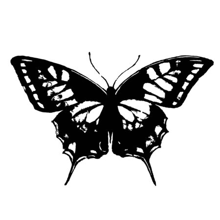 butterflies designのイラスト素材