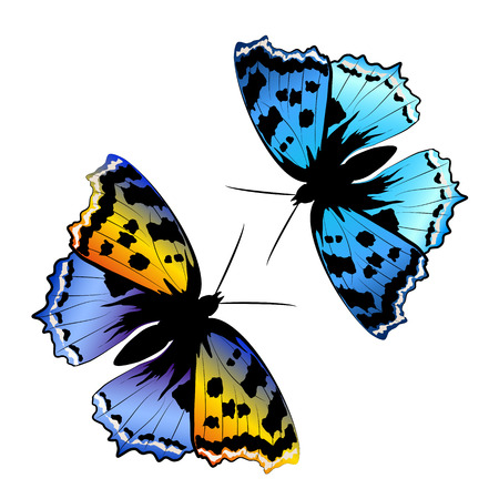 butterflies designのイラスト素材