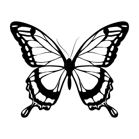 butterflies designのイラスト素材