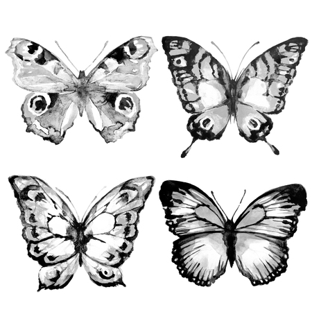 butterflies designの写真素材