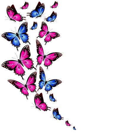 color butterflies,isolated on a whiteのイラスト素材