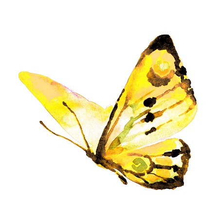 butterflies designの写真素材