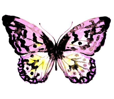 butterflies designの写真素材