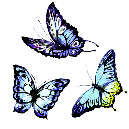 butterfly,watercolor, isolated on a white backgroundの写真素材