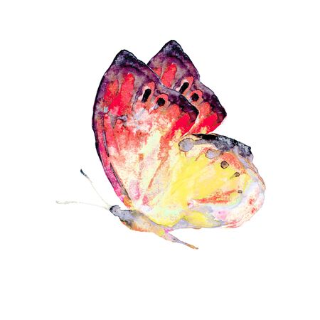 beautiful red  butterfliy, isolated  on a whiteの写真素材