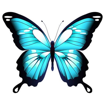 Beautiful blue butterfly, isolated  on a whiteのイラスト素材