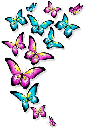 Beautifulc olor butterflies, isolated  on a white.のイラスト素材