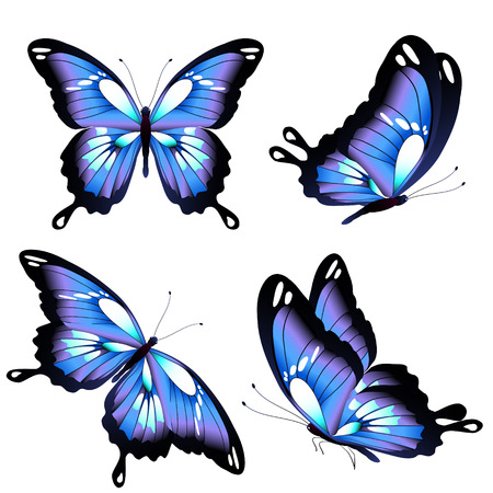 beautiful blue butterflies, isolated  on a whiteのイラスト素材