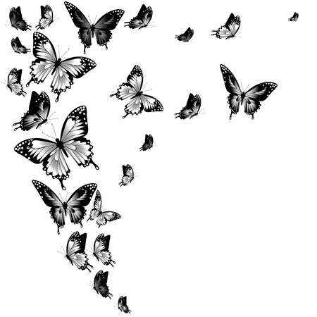 Black butterflies, isolated on a whiteの写真素材