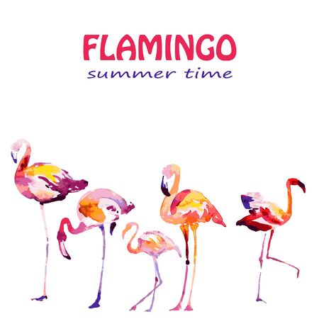 Beautiful watercolor flamingos, isolaned on a white. Big set.のイラスト素材