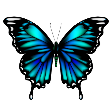 beautiful blue butterflies, isolated  on a whiteの写真素材