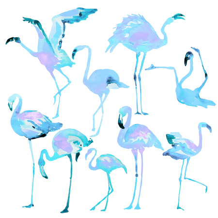 Beautiful watercolor flamingos, isolaned on a white. Big set.の写真素材