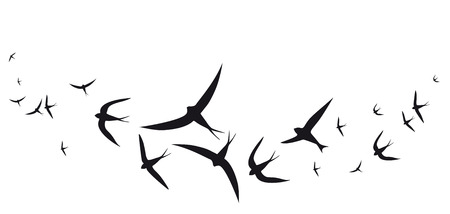 beautiful bird,black silhouette, on a whiteの写真素材