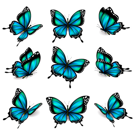 beautiful blue butterflies, isolated  on a whiteのイラスト素材
