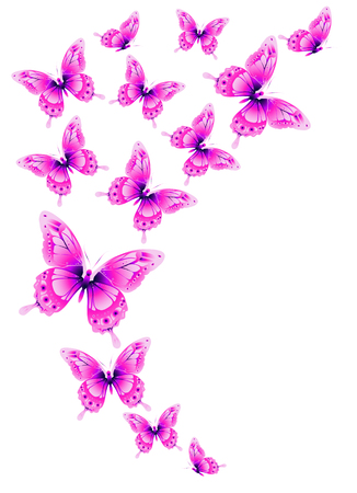 beautiful pink butterflies, isolated  on a whiteの写真素材