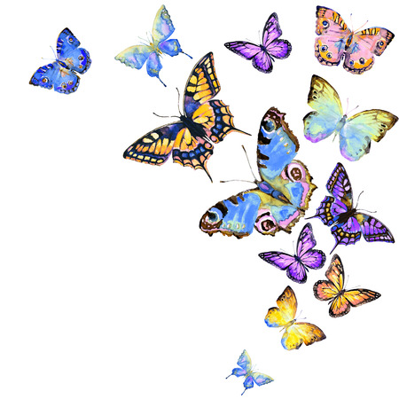 beautiful color butterflies, set, watercolor,  isolated  on a whiteの写真素材