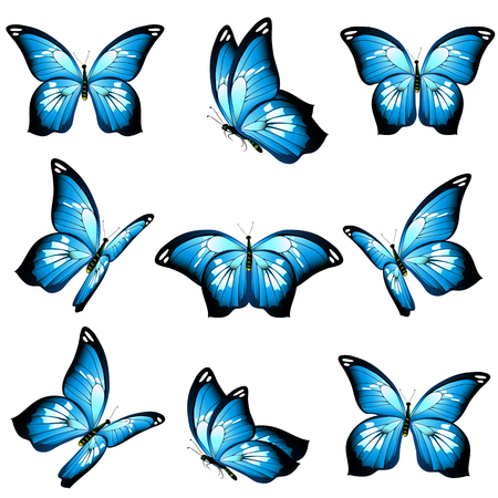 Beautiful blue butterflies vector illustration setのイラスト素材