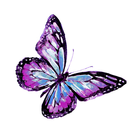 beautiful pink butterfly,watercolor,isolated on a whiteの写真素材