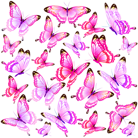 beautiful pink butterflies, isolated  on a whiteの写真素材