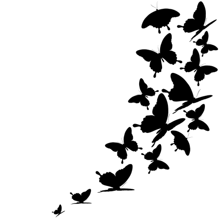 Black butterfly, isolated on white background.のイラスト素材