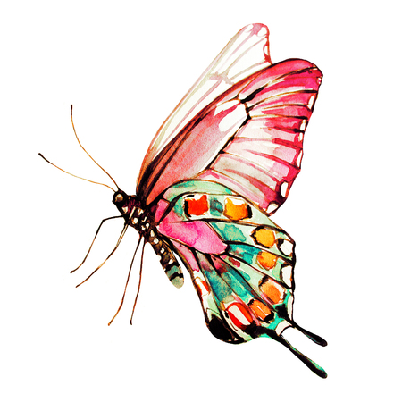 beautiful butterfly,watercolor, isolated on a whiteの写真素材