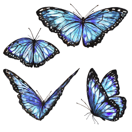 blue butterflies design, isolated on a white backgroundの写真素材
