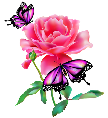 beautiful pink  rose, flowers isolated on a white background,, vintage postalのイラスト素材