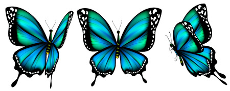 beautiful blue butterflies, isolated  on a white
