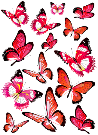 beautiful red butterflies, isolated  on a whiteのイラスト素材