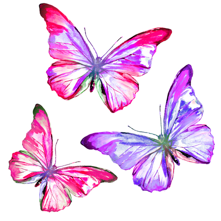 beautiful color butterflies, isolated  on a white backgroundの写真素材