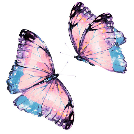 beautiful pink butterfly,watercolor,isolated on a whiteの写真素材