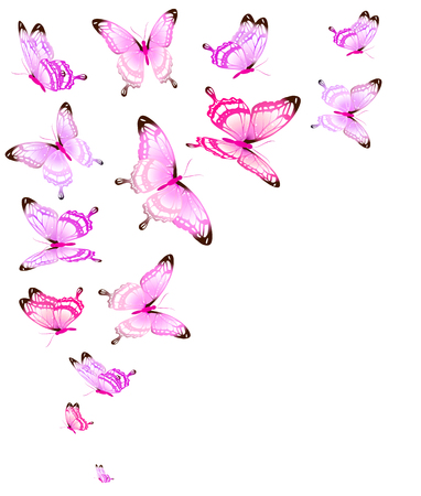 beautiful pink butterflies, isolated  on a whiteのイラスト素材
