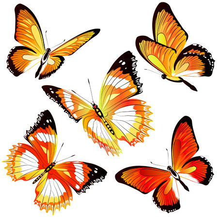 beautiful orange butterflies isolated  on a whiteのイラスト素材