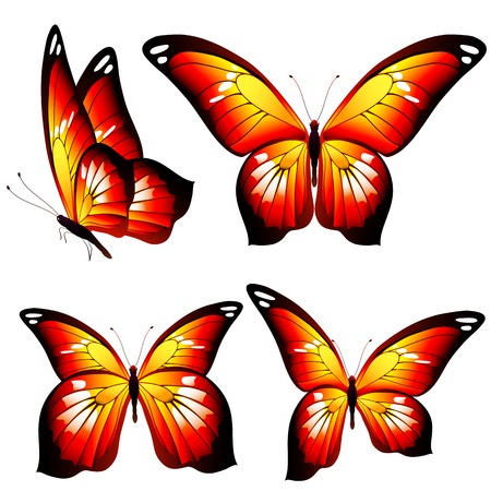 beautiful orange butterflies, isolated  on a whiteのイラスト素材