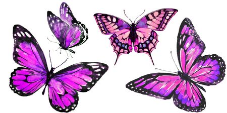 beautiful pink butterfly,watercolor,isolated on a white backgroundの写真素材