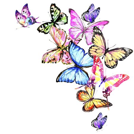 beautiful color butterflies,set, isolated  on a whiteの写真素材