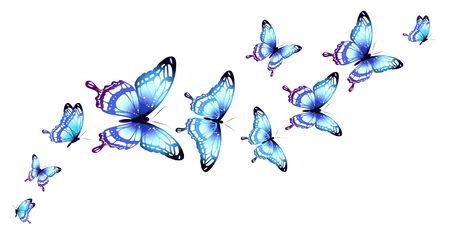 beautiful blue butterflies, isolated  on a whiteのイラスト素材