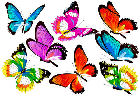 beautiful color butterflies, set, isolated on a whiteのイラスト素材