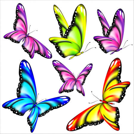 beautiful color butterflies, set, isolated on a whiteのイラスト素材