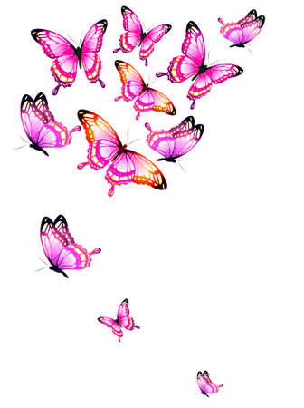 beautiful pink butterflies, isolated on a whiteのイラスト素材