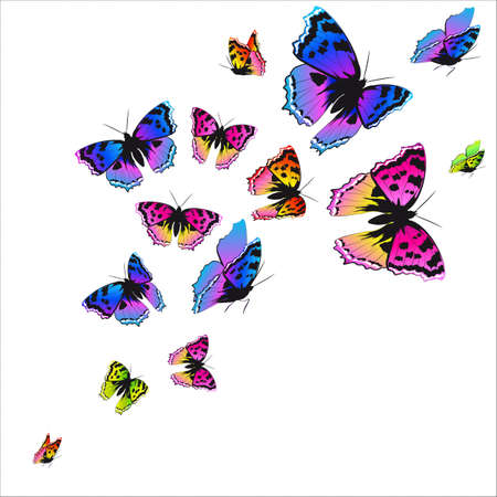 black butterfly, isolated on a whiteのイラスト素材