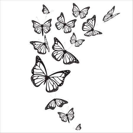 black butterfly, isolated on a whiteのイラスト素材