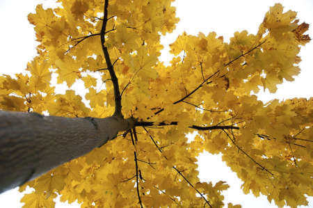 Tree in the autumnの写真素材