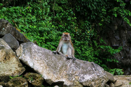Monkey sitting on the rock