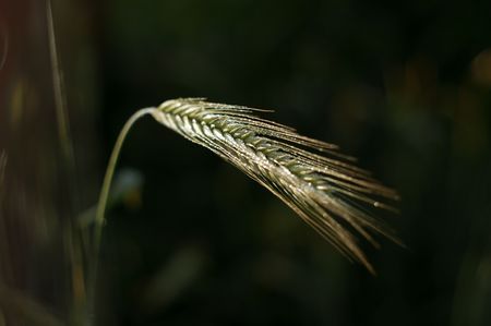 ear of wheatの写真素材