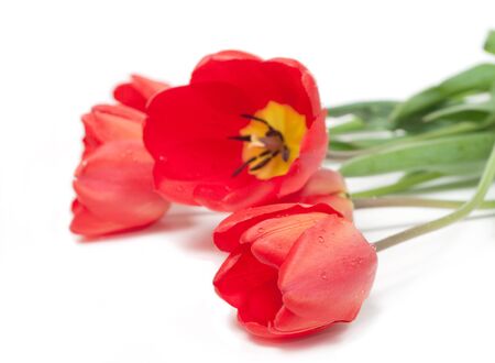 red tulips on white backgroundの写真素材