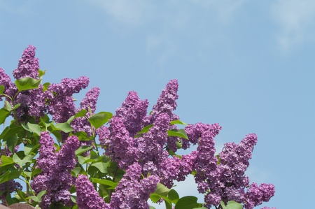 lilac on a background of blue skies 